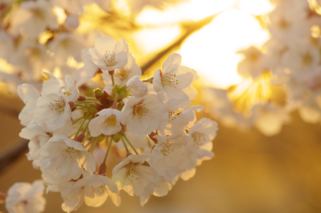 夕陽桜