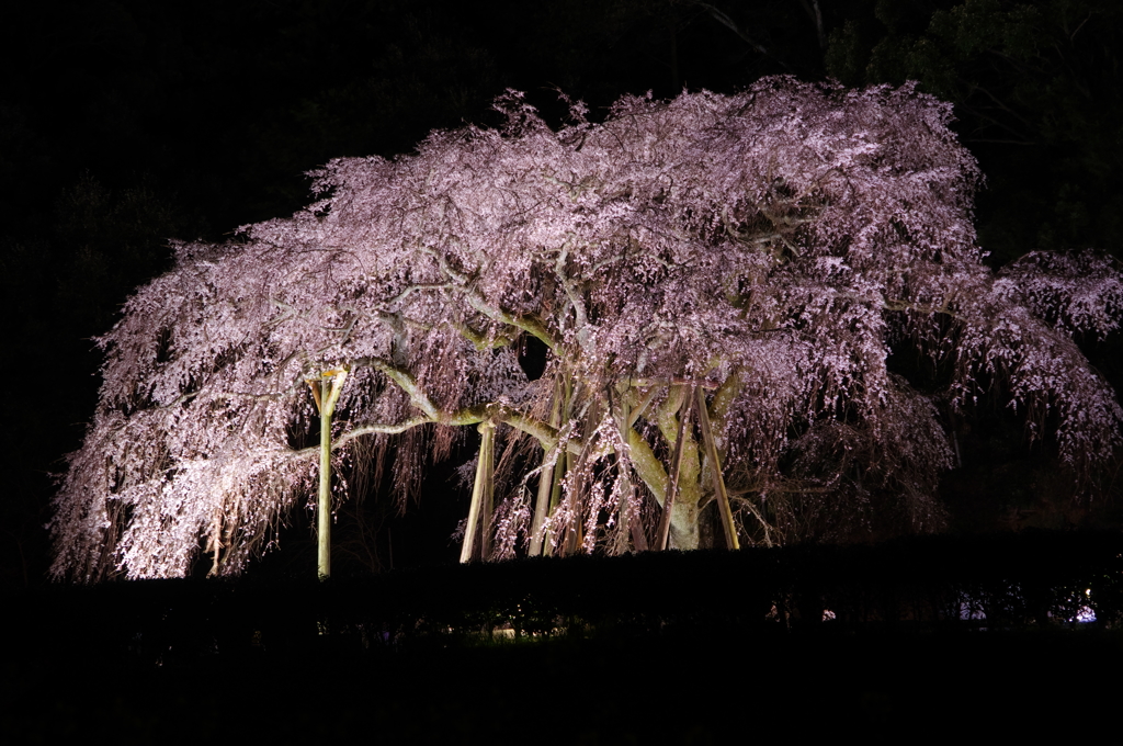 奥山田のしだれ桜2016