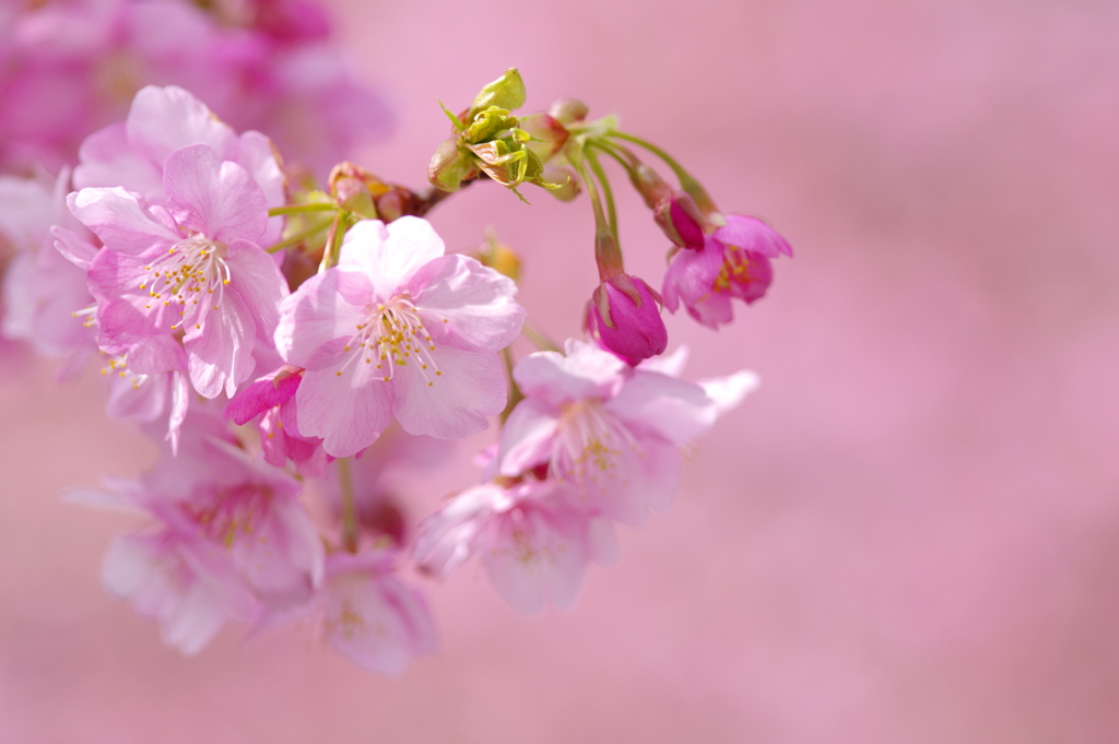 桜色に浮かぶ