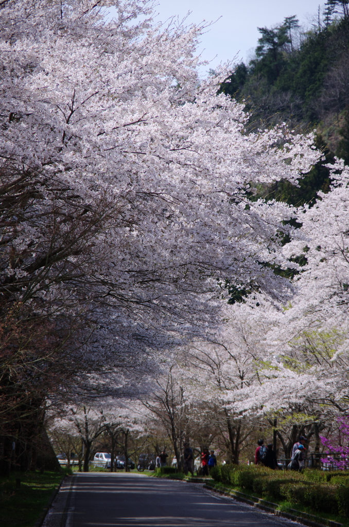 桜隧道