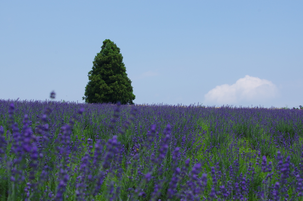 ラベンダー畑