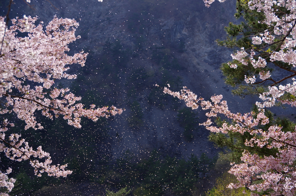 桜吹雪