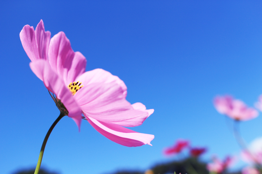 秋桜