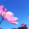 秋桜