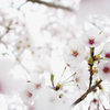 桜花時