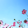 秋桜