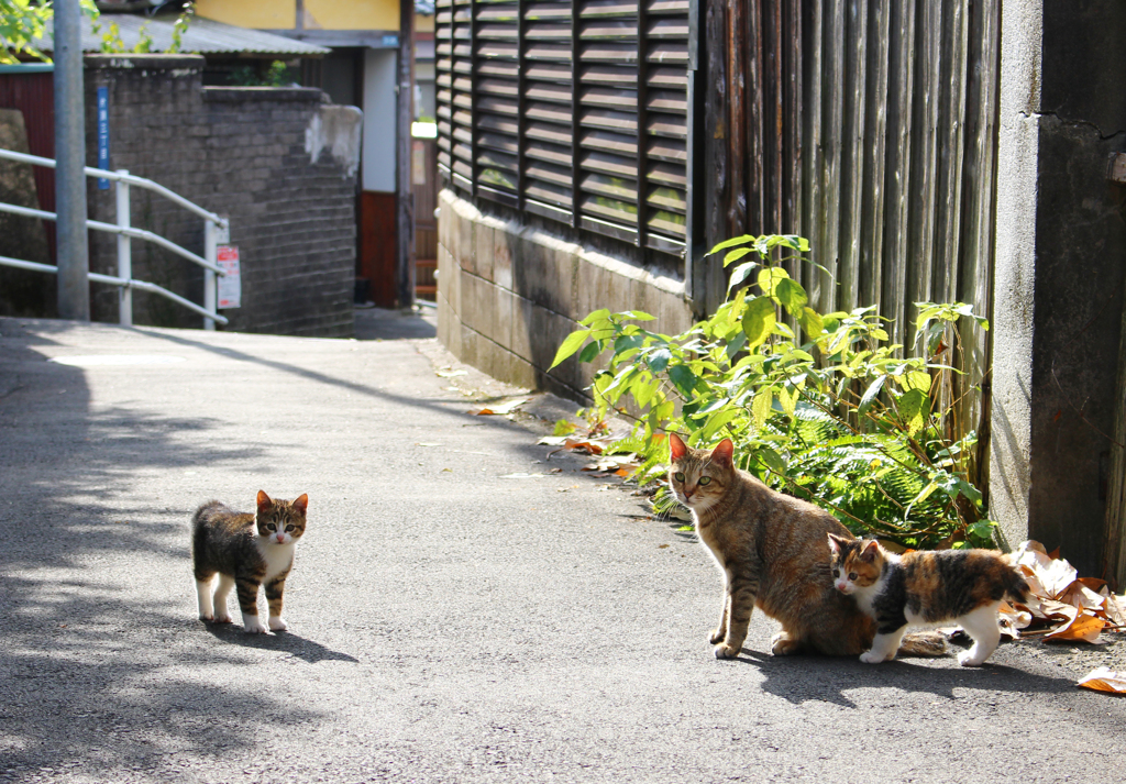 心田庵・長崎の裏路地にて