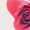 rose.