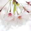 桜花時