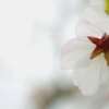 桜花時