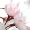 桜花時