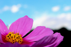 pink.