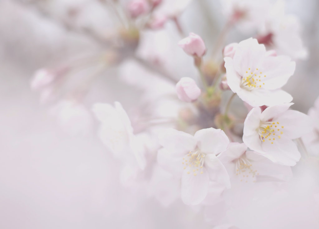 桜花時