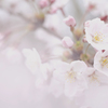 桜花時