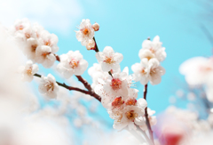 梅恋ひて…