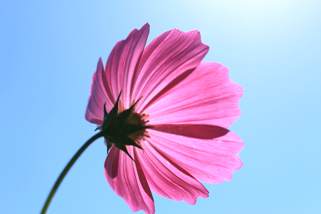 秋桜