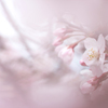 桜花時