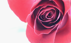 rose.