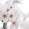 桜花時