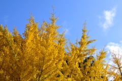 昇仙峡の紅葉１