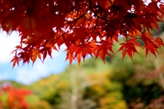 昇仙峡の紅葉４