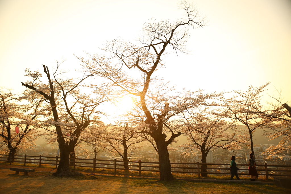 秩父　桜