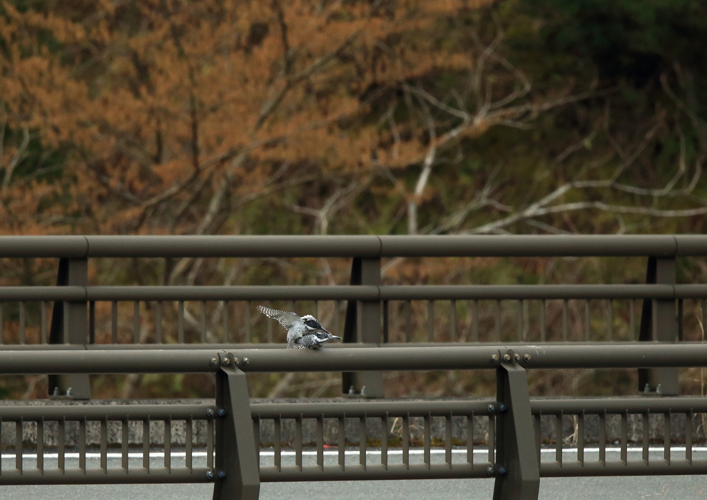 橋の上で　見ちゃった