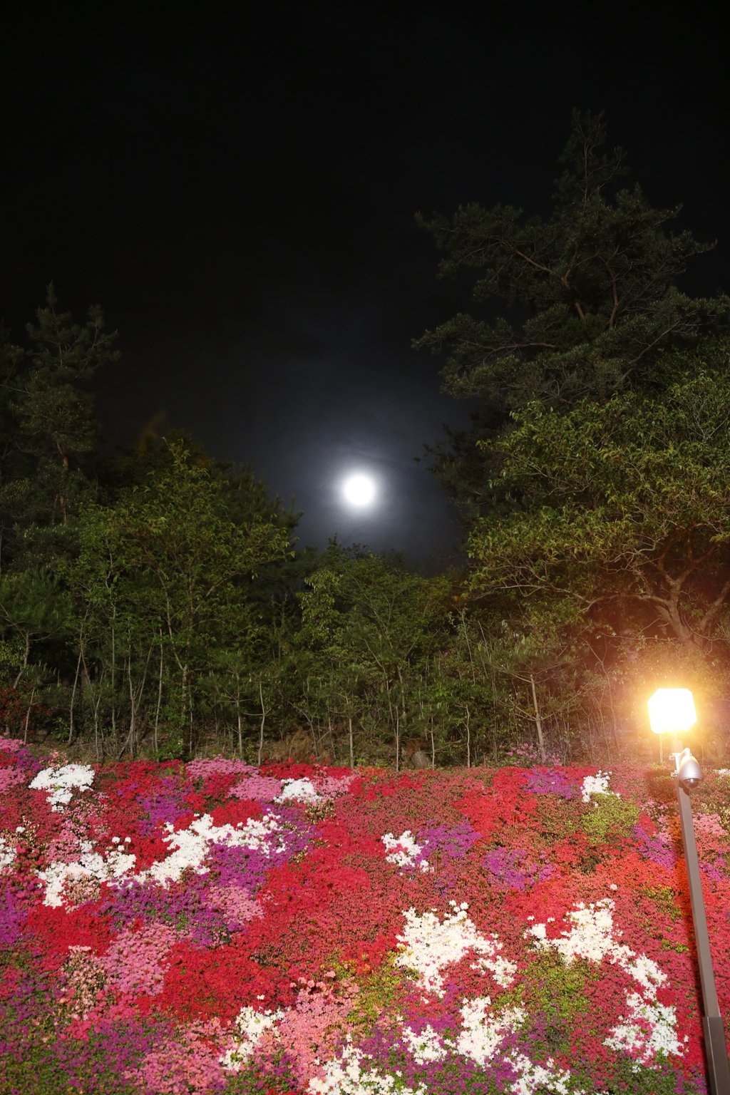 月夜のつつじ