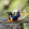 水浴びっ！