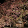 蕾色濃く