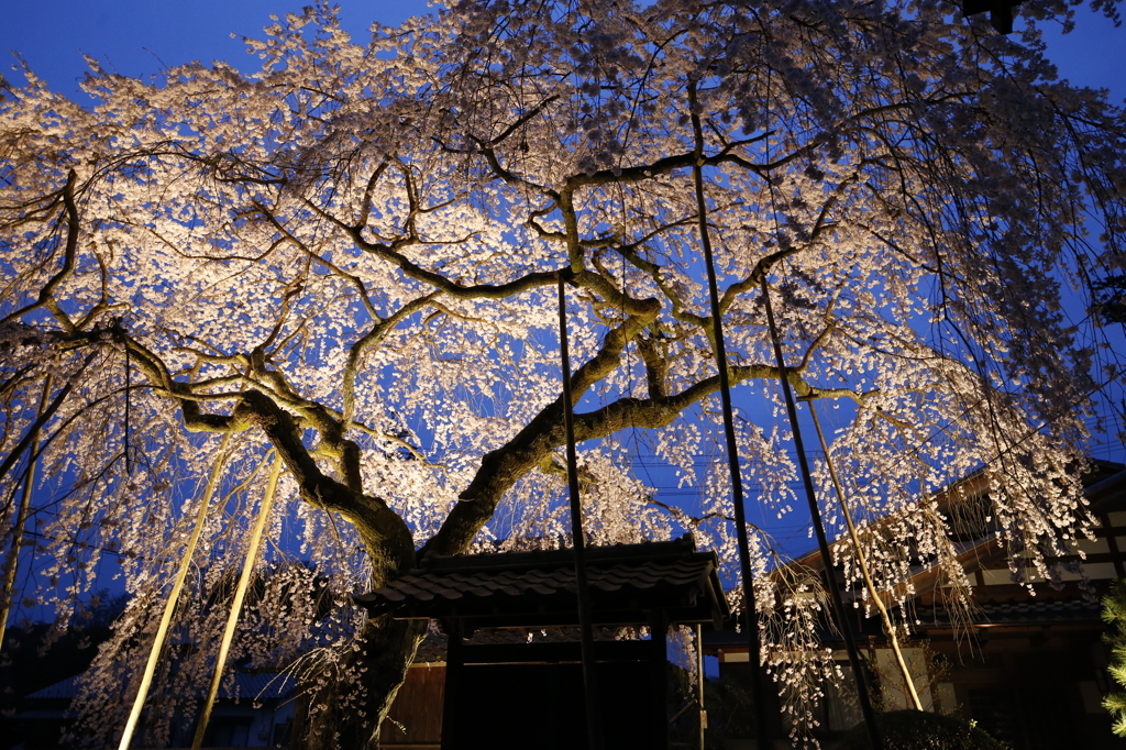 桜堂本番前