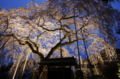 桜堂本番前