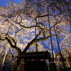 桜堂本番前