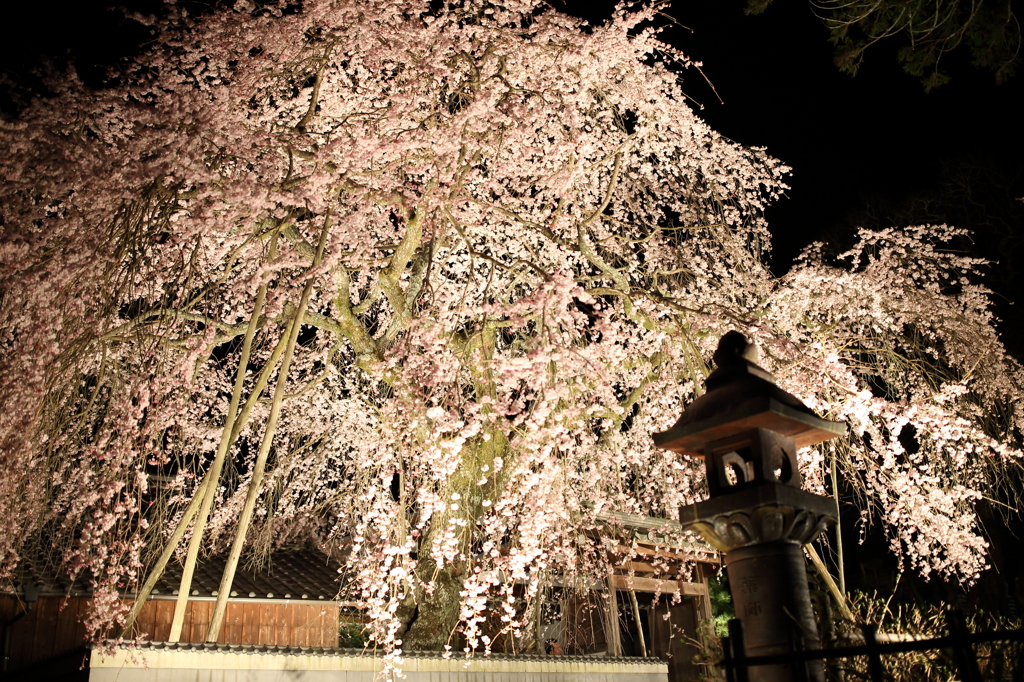 桜堂薬師