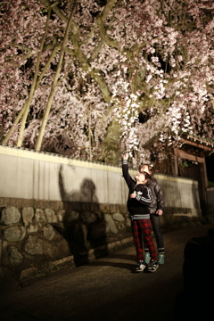 桜どう？