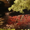 曽木公園