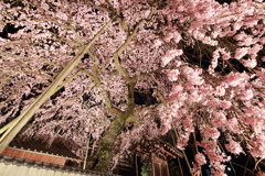 桜幹