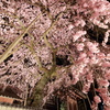 桜幹