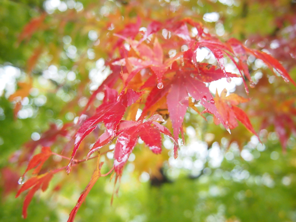 水も滴る良い紅葉