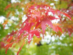 水も滴る良い紅葉