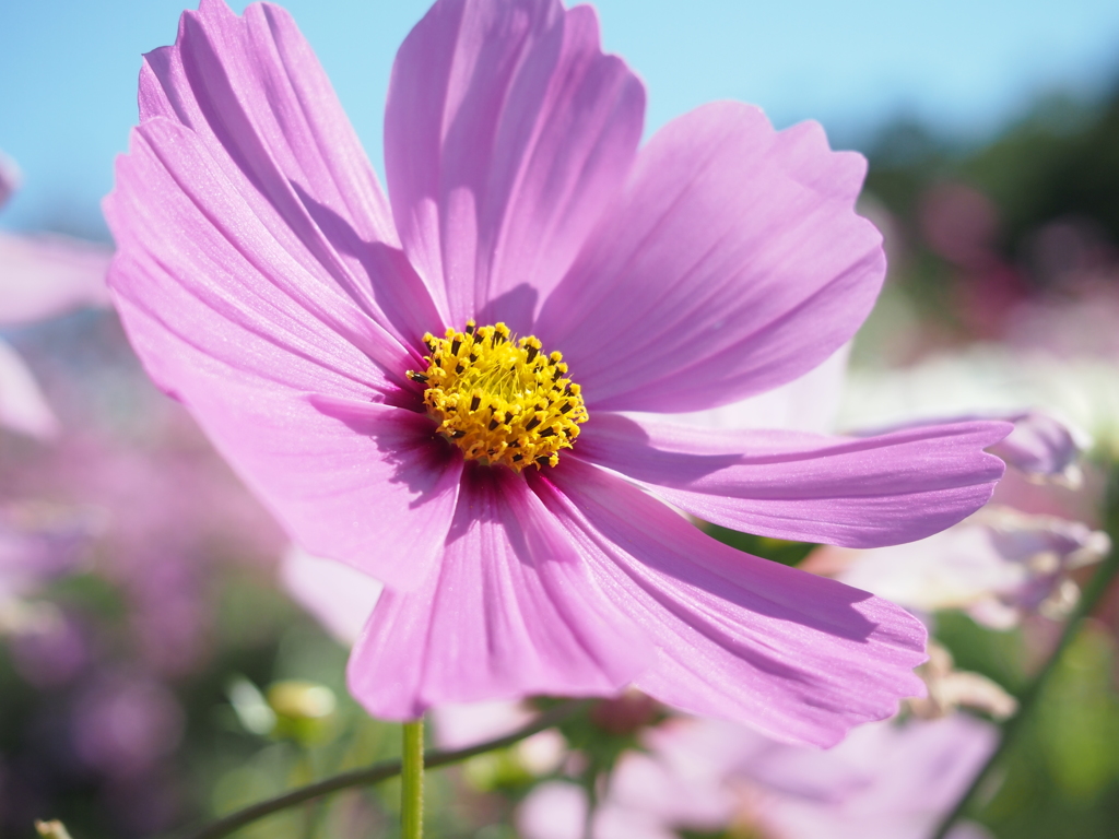 秋桜