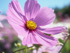 秋桜