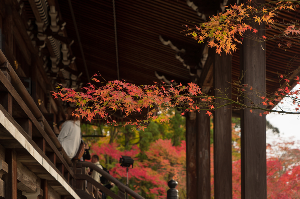 永観堂紅葉