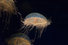 jellyfish