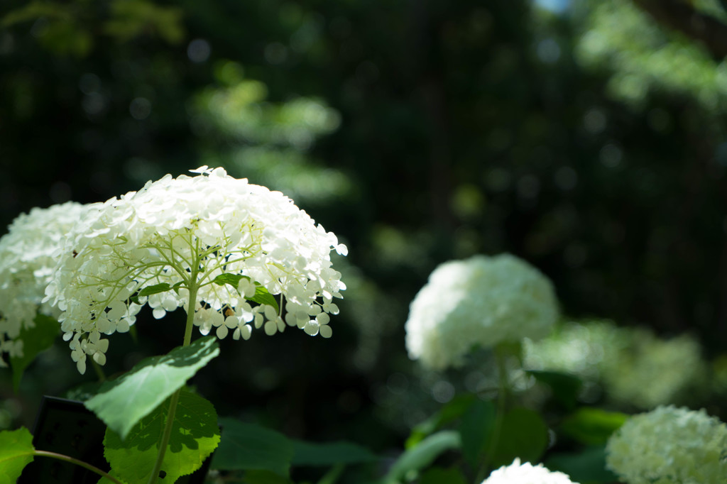 紫陽花