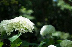 紫陽花