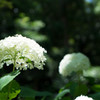 紫陽花