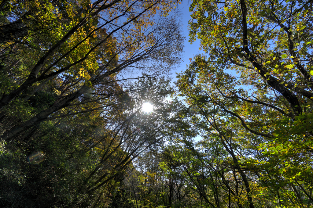 紅葉の黄色い山の中に太陽の光