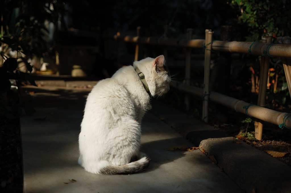 猫