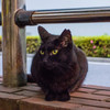黒猫
